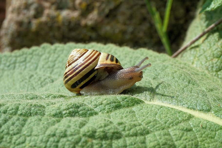 snail, garden, shell, nature, animal, slowly, move, spiral HD wallpaper