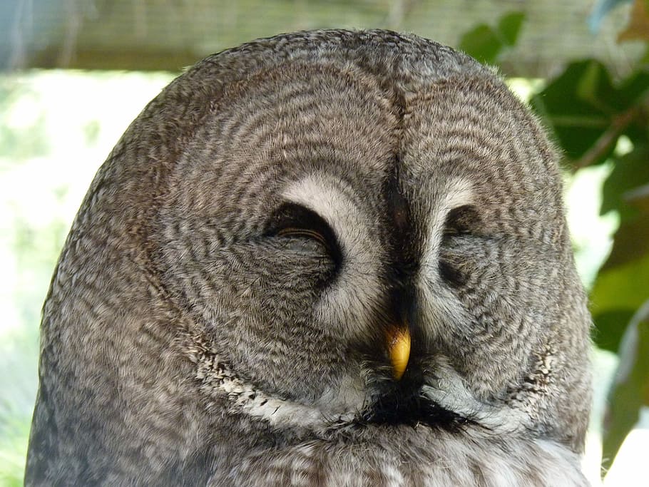close-up photography of gray owl, Kautz, Eagle Owl, Bird, Animal HD wallpaper