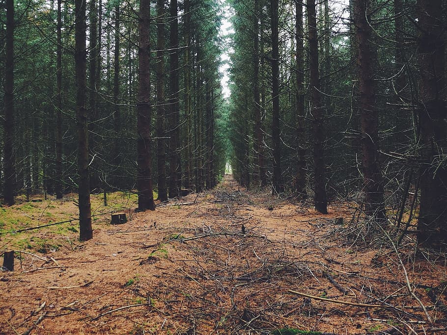 pathway between trees, forest, woods, nature, green, environment HD wallpaper