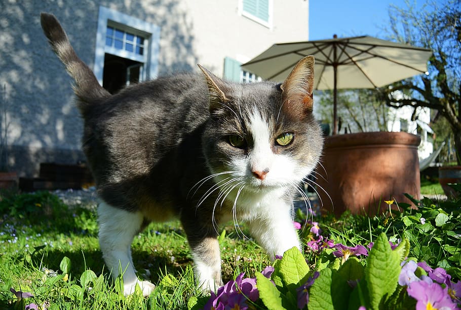 cat, nature, mieze, spring, animal, fauna, garden, sneak, close HD wallpaper