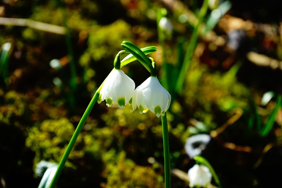 Snowflake, Pair, Flower, two, together, blossom, bloom, white HD wallpaper