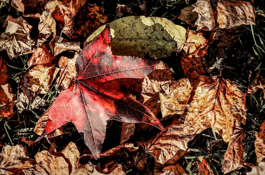 Leaves, Maple, Nature, Tree, Autumn, red, fall, october, september HD wallpaper