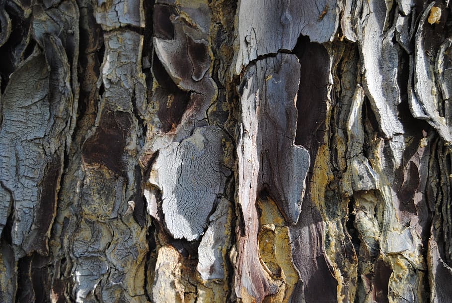 nature, tree, bark, old, pattern, texture, wood, rough, surface HD wallpaper