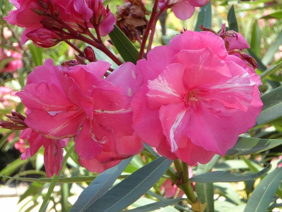 oleander, pink, blossom, bloom, ornamental shrub, mediterranean HD wallpaper