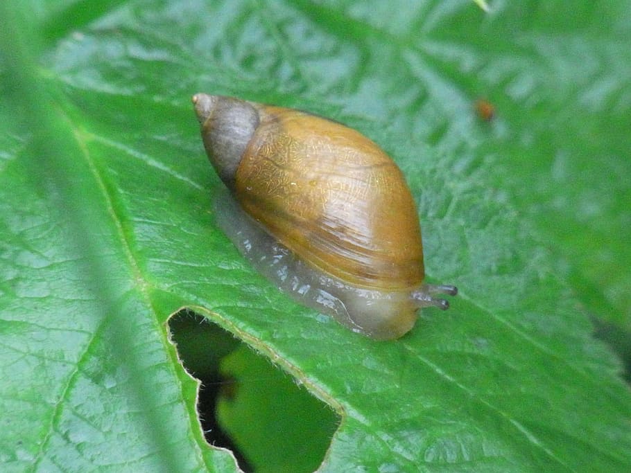 Snail, Shell, Nature, Invertebrates, mollusk, leaf, one animal HD wallpaper