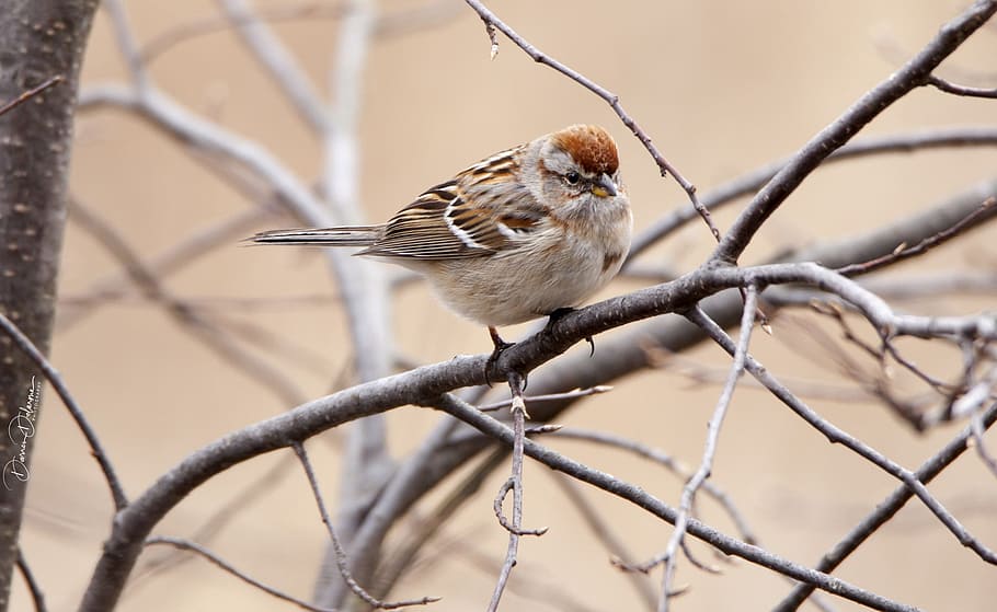 bird, tree, branch, animal themes, animal wildlife, vertebrate HD wallpaper