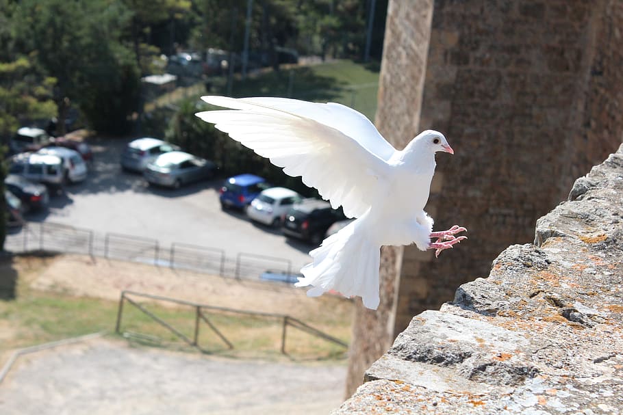 shallow focus photography of white dove flying     on the gray concrete stone fragment