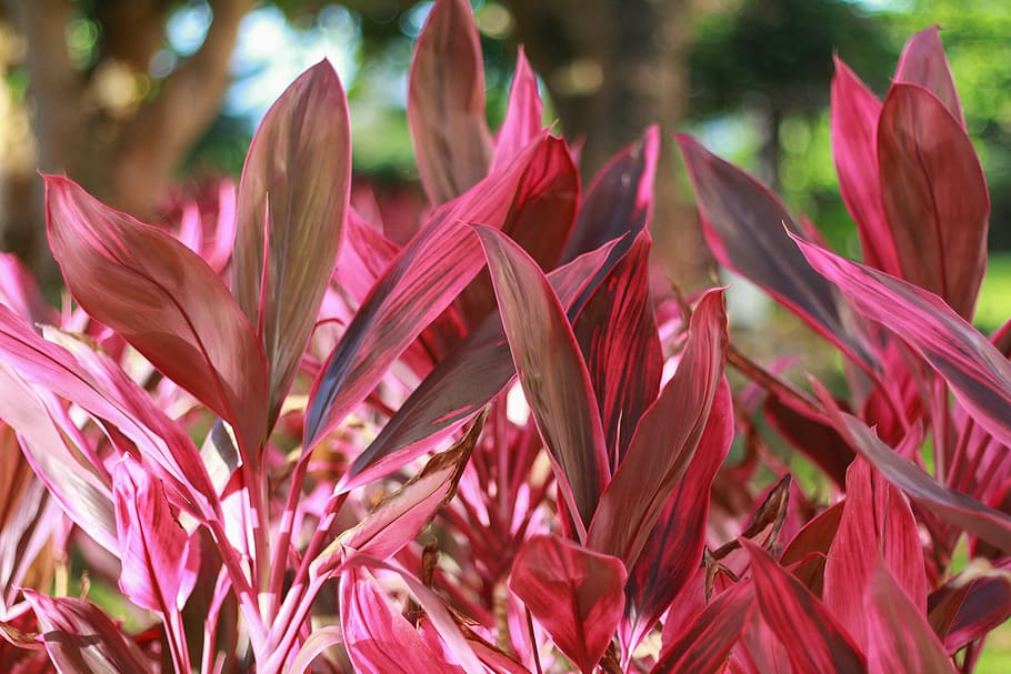 selective focus photography of red leaf plant, nature, flower HD wallpaper