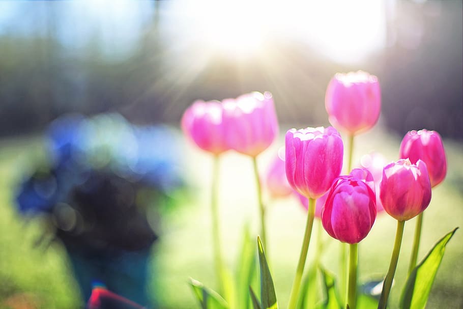 pink tulips, spring, flowers, floral, nature, blossoms, blooms HD wallpaper