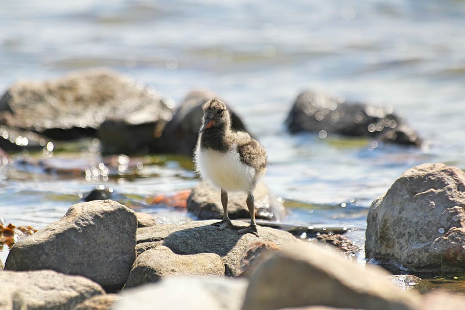 Bird, Cub, Small, chick, haematopus ostralegus, oystercatcher HD wallpaper