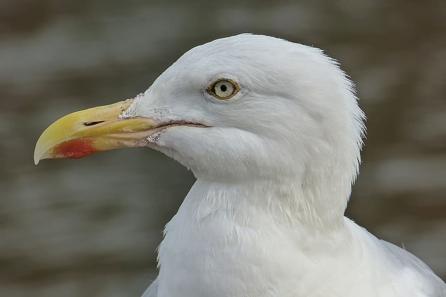 seagull, gulls head, bill, animal themes, bird, vertebrate HD wallpaper