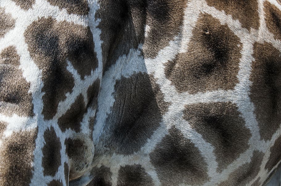 giraffe, fur, pattern, zoo, animals, animal themes, one animal HD wallpaper