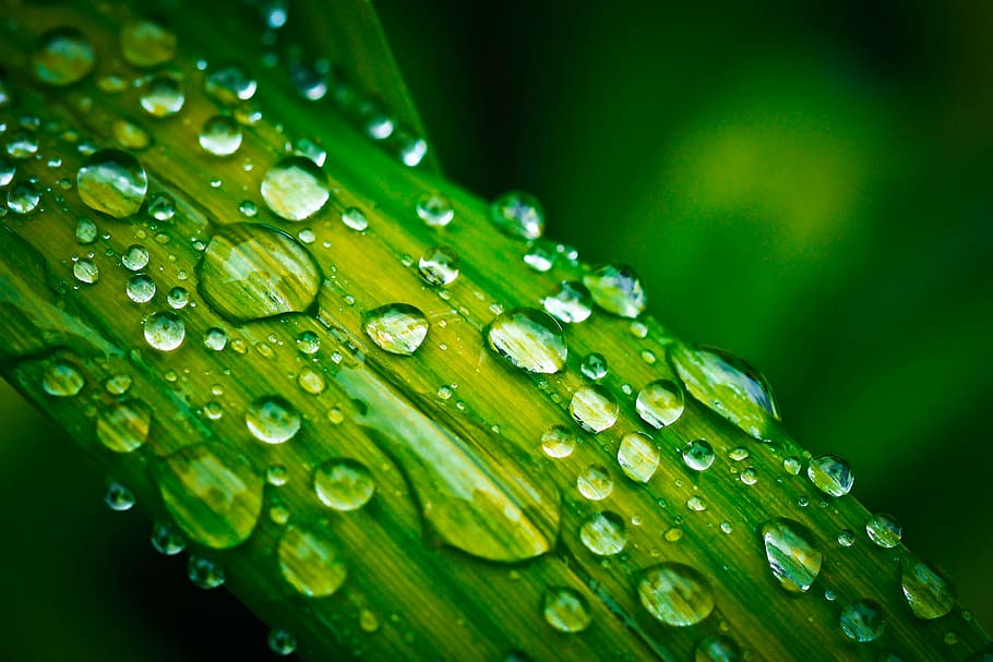 HD wallpaper: dew drops on green leaf plant, drop of water, drip, macro,  rain | Wallpaper Flare
