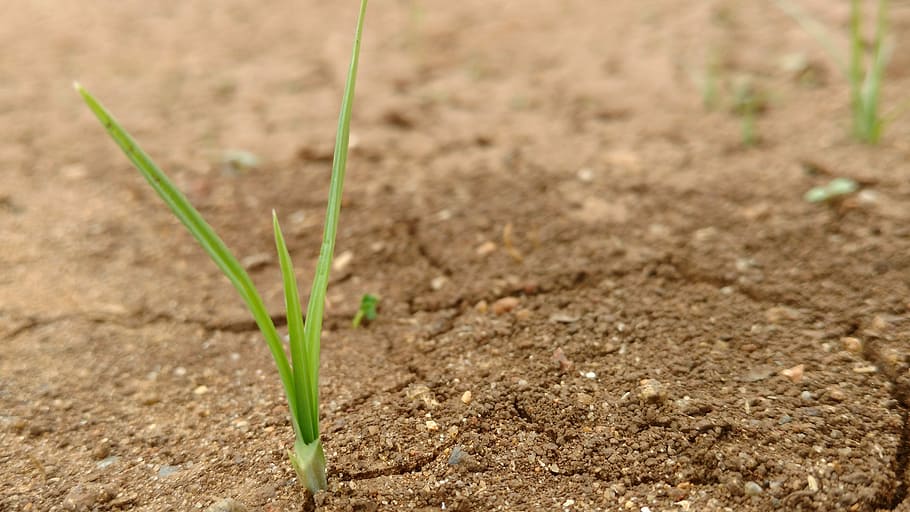 Green, Sand, Sand, Grass, rain, agriculture, field, nature HD wallpaper