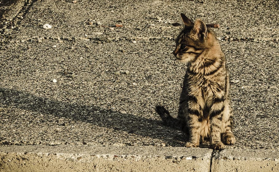 Cat, Stray, Young, Animal, Cute, Kitten, street, curious, adorable HD wallpaper