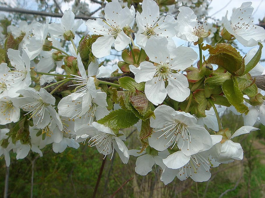 Fruit Tree, Tree, Spring, Spring, Flowers, White, garden, nature HD wallpaper
