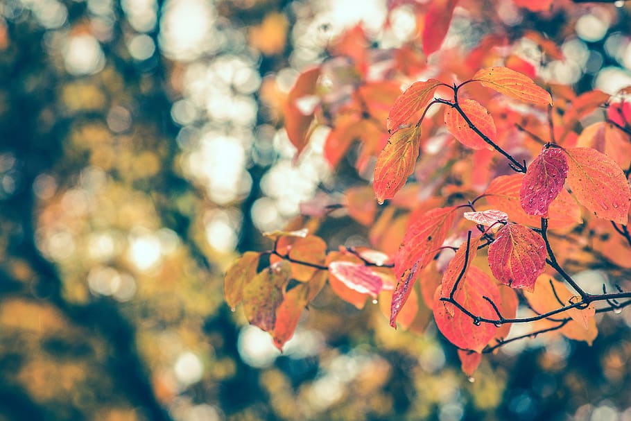 autumn, leaves, fall, red, leaf, nature, autumn leaves, season HD wallpaper