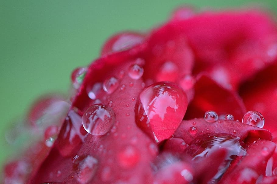 peony, rain, drip, raindrop, nature, macro, beaded, drop of water HD wallpaper