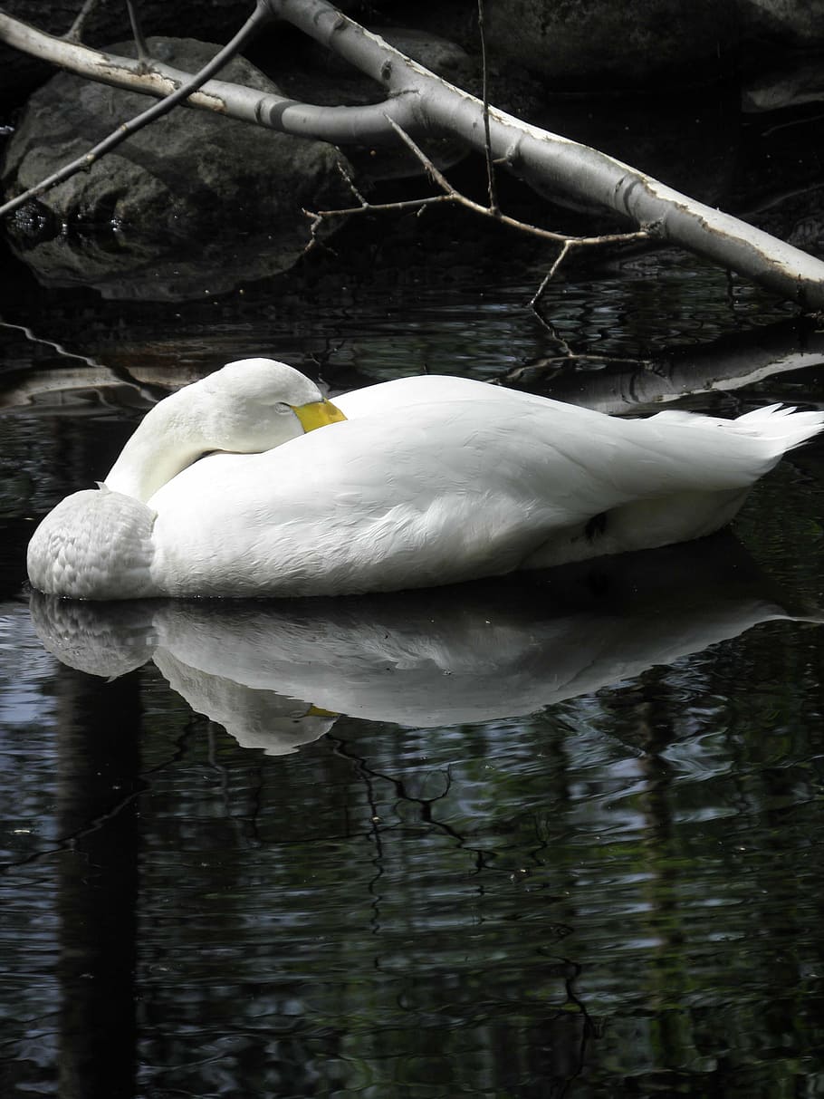 swan, pond, branch, sleeping, waterfowl, animal, white, lake HD wallpaper