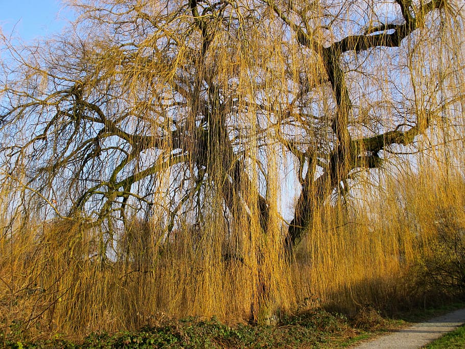 weeping willow, pasture, tree, nature, branches, geaeste, light HD wallpaper
