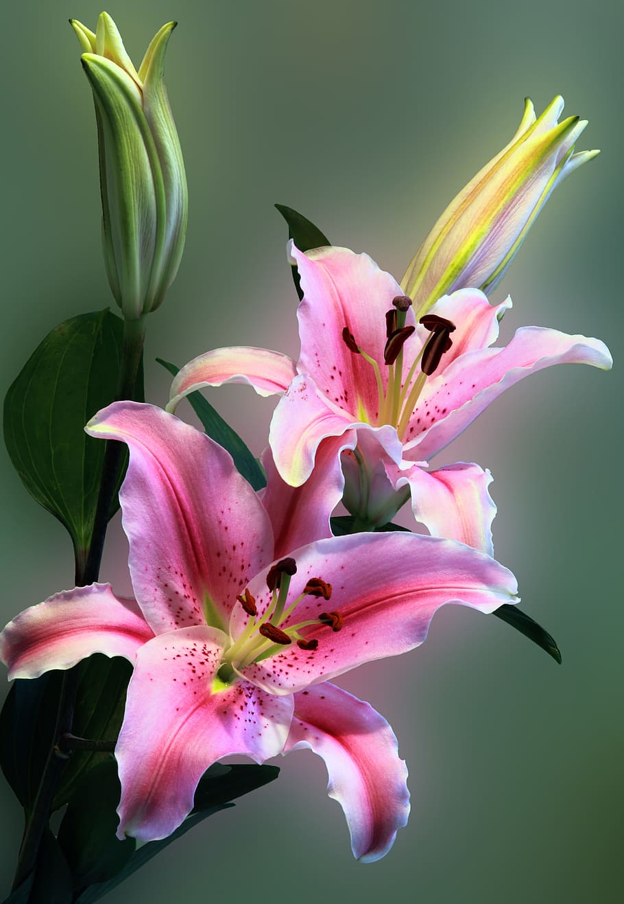 pink petal flower in shallow focus photography, lily, floral, HD wallpaper
