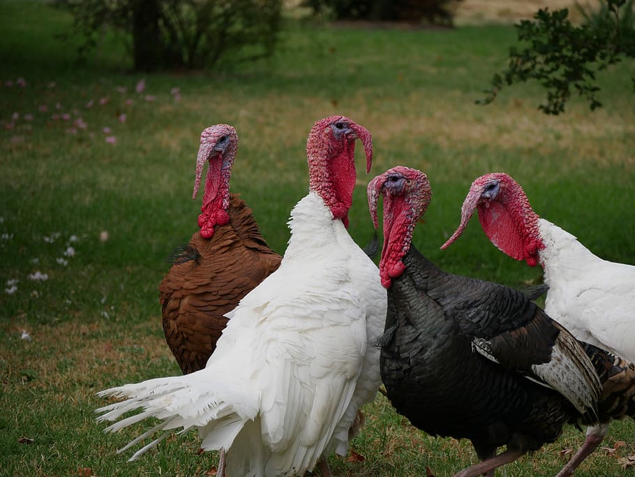 flock of turkeys near plants, lowlight photography of domesticated turkeys on grass field HD wallpaper
