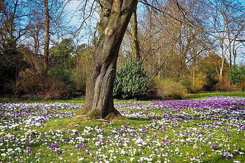 white and purple flower field under leafless trees, landscape HD wallpaper