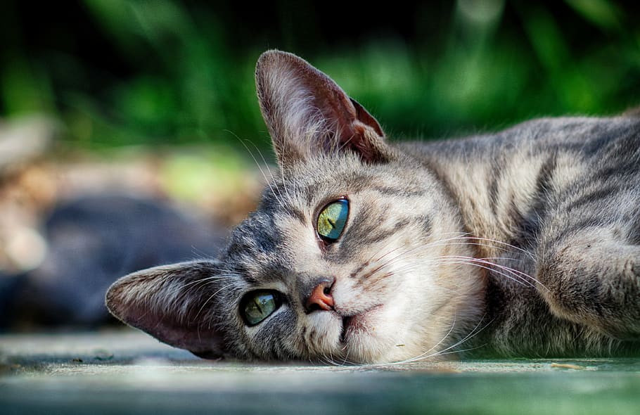 gray tabby cat lying on floor, rest, kitten, animal, relax HD wallpaper