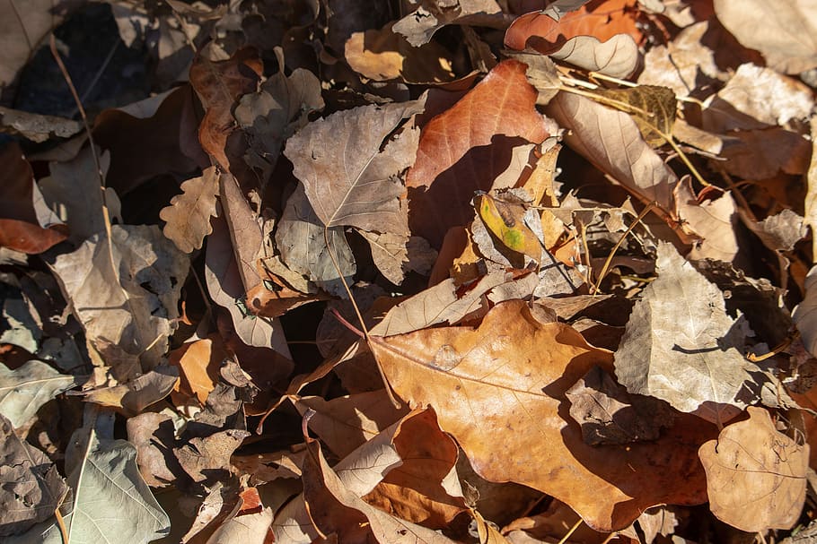 autumn, fall, nature, leaf, season, yellow, orange, natural HD wallpaper