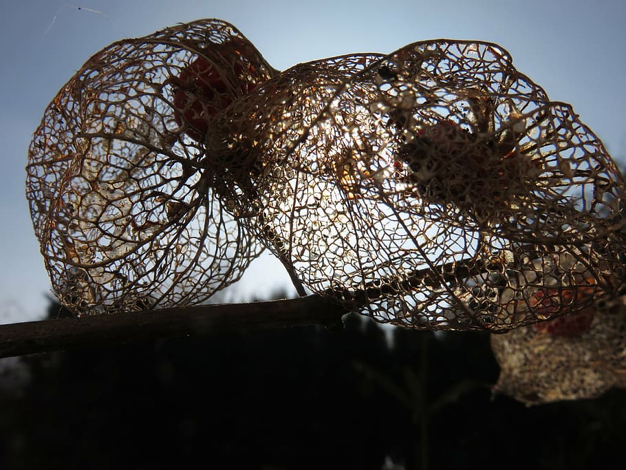physalis, sun, nature, light, no people, low angle view, close-up HD wallpaper