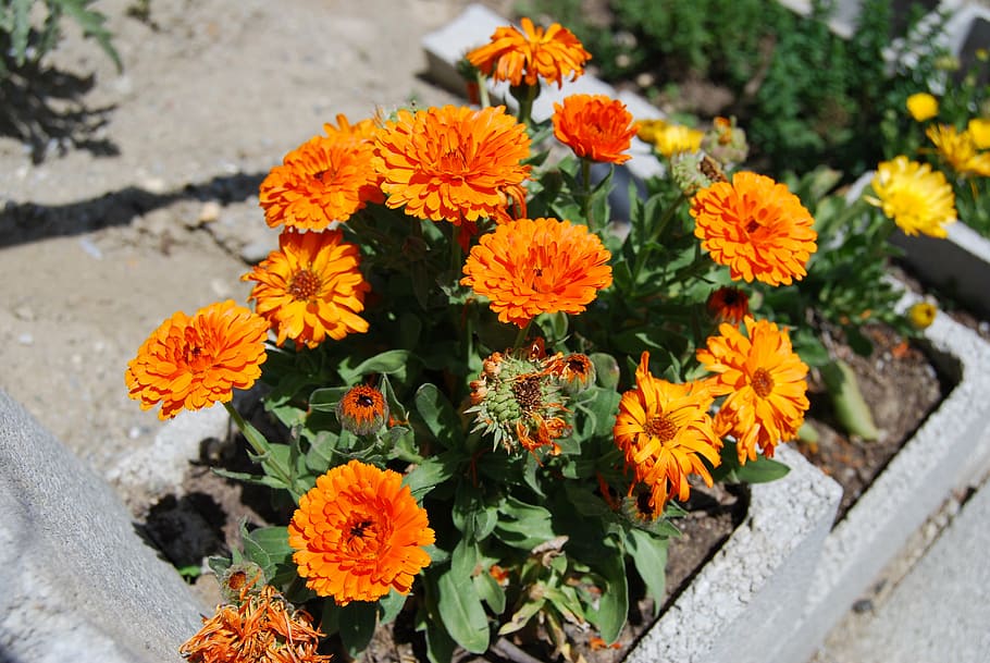 calendula, flowers, nature, yellow, plant, flowering plant HD wallpaper