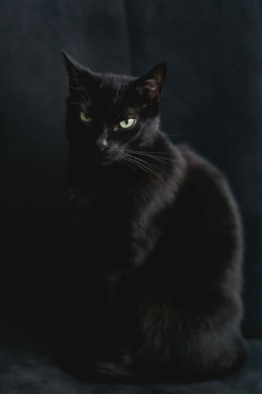 Portrait of black cat, pet, animal, domestic Cat, pets, cute, HD wallpaper