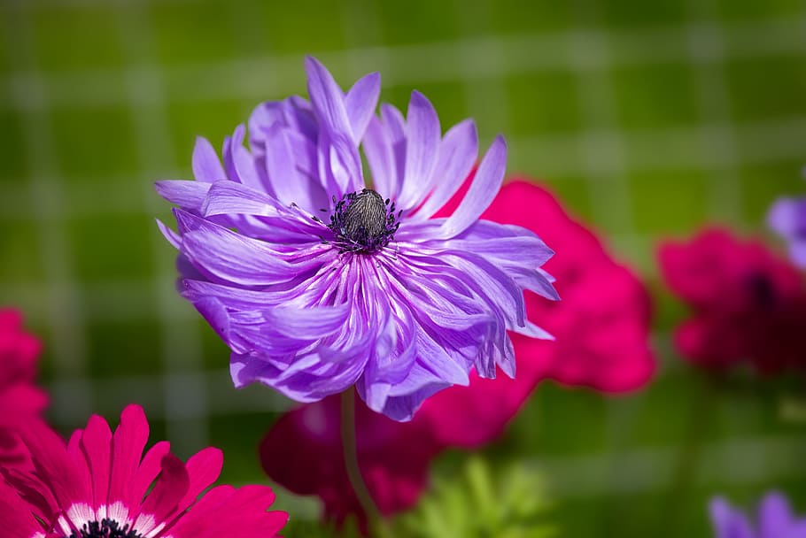 anemone, flower, purple, blue, garden, in the garden, flower garden HD wallpaper