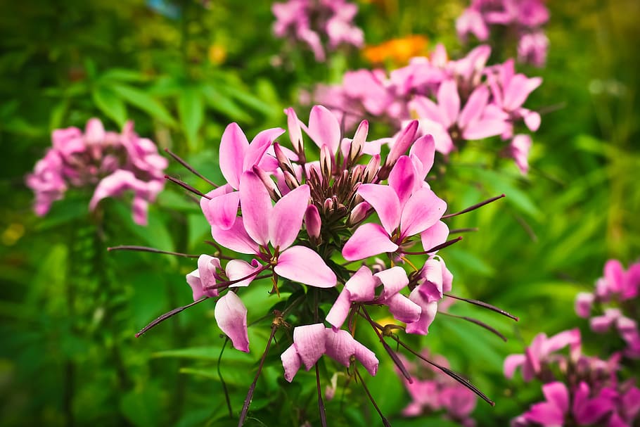 spider plant, flower, cleome, blossom, bloom, spider flower, HD wallpaper