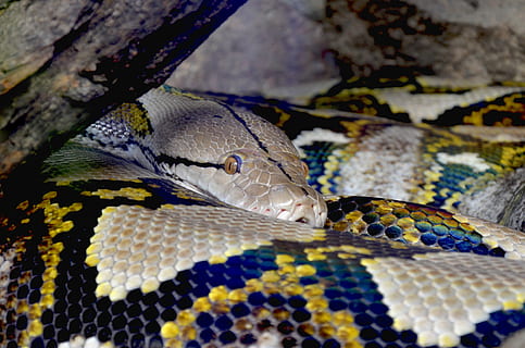 selective focus photography of reticulated python under driftwood HD wallpaper