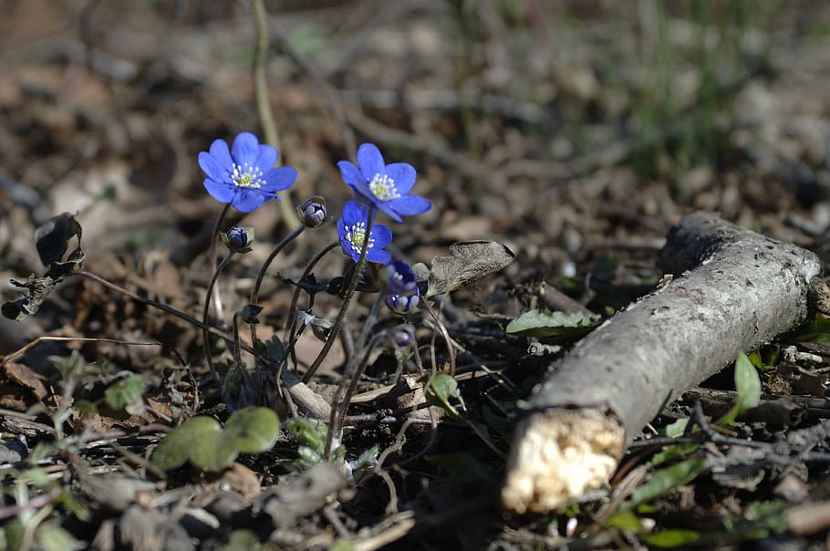 liverwort, spring flowers, nature, plant, flowering plant, fragility HD wallpaper