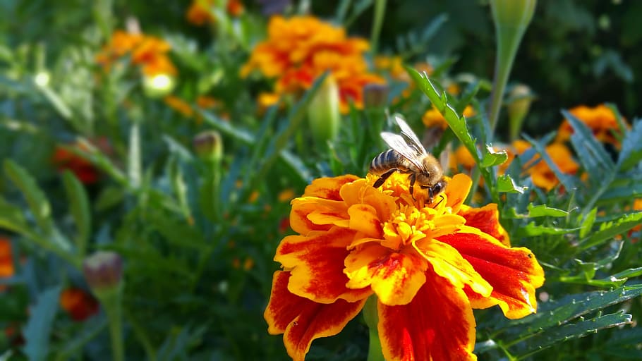 flower, bee, nature, flowering plant, fragility, vulnerability HD wallpaper