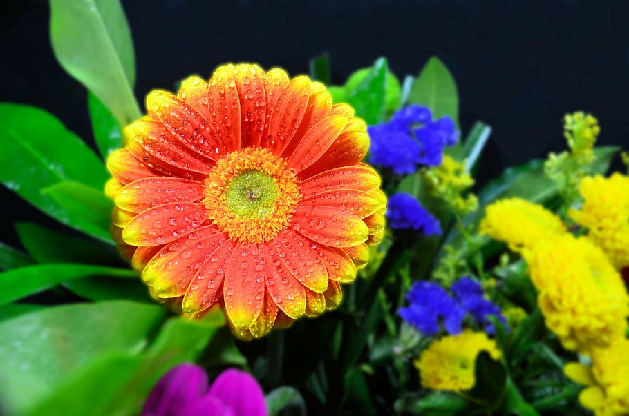 germini, orange, flower, bouquet, bunch, bloom, flowering plant HD wallpaper