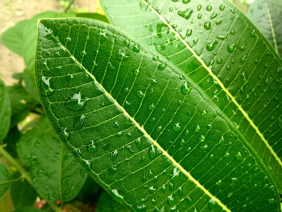 leaf, rain, rainy day, raindrops, plant part, green color, leaf vein HD wallpaper