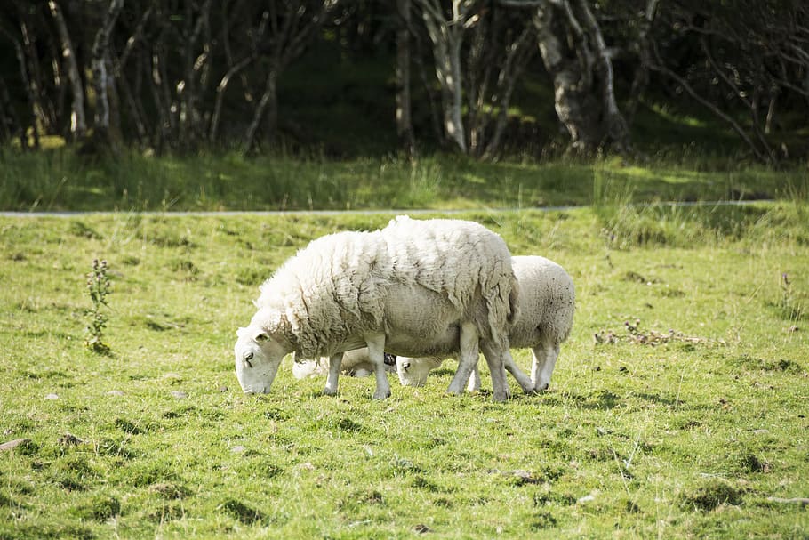 sheep, wool, woolly, sheepskin, animal, animals, agriculture
