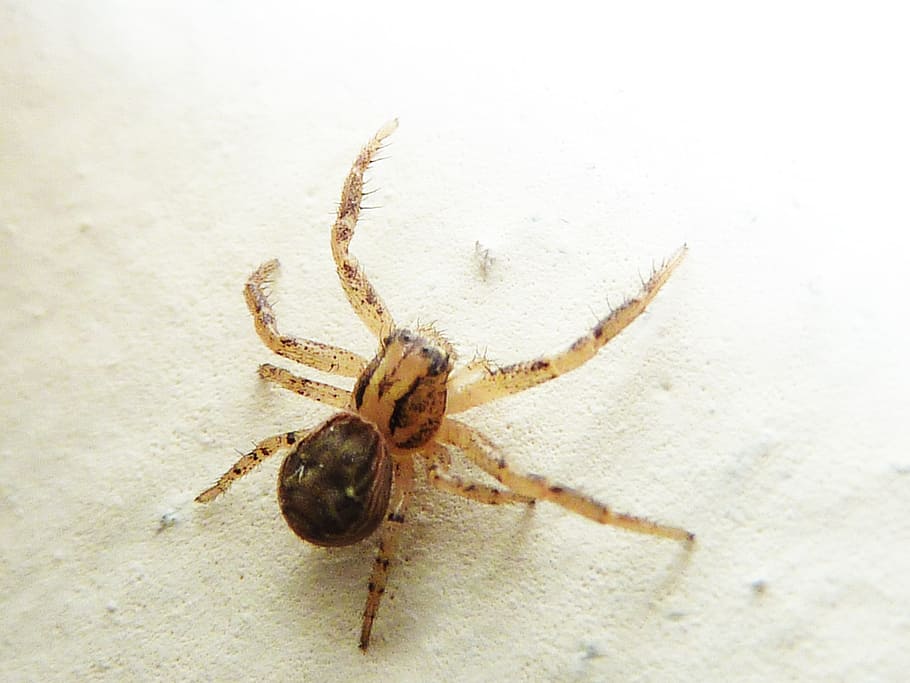 spider, animal, insect, invertebrate, animal themes, arachnid HD wallpaper