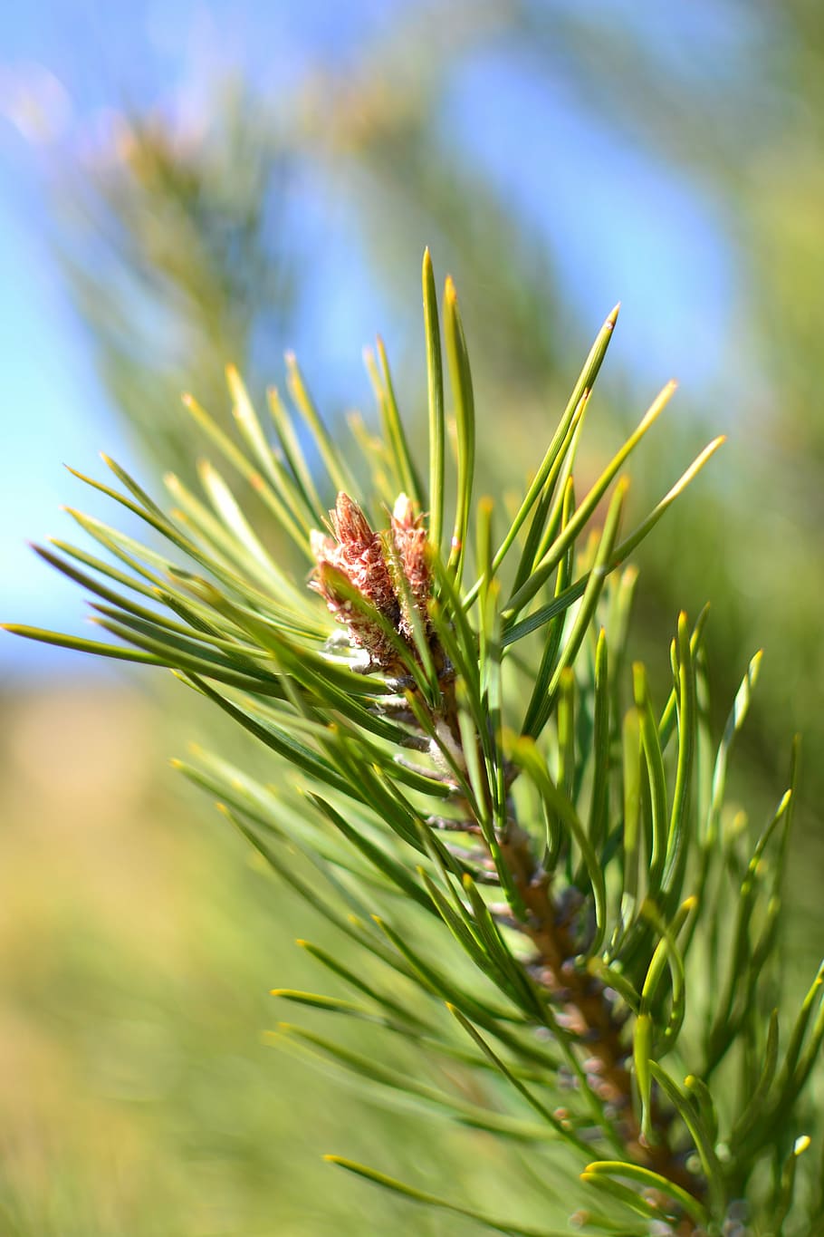 pine, sprig, blossoming, closeup, beautiful, nature, the sun HD wallpaper