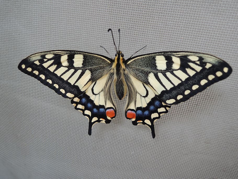 A Common Yellow Swallowtail, Insect, emergence, bug, spring HD wallpaper