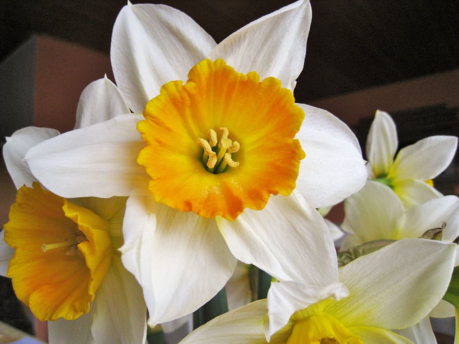 two-coloured daffodils, easter, spring, flowers, bouquet, yellow HD wallpaper
