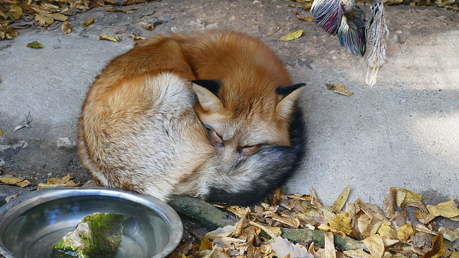 brown fox lying down on concrete surface, orange, photography HD wallpaper