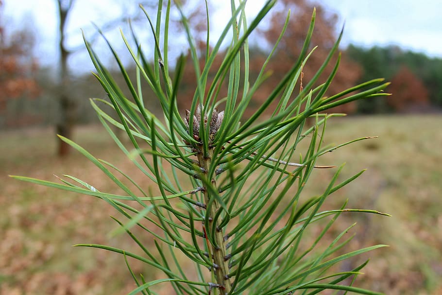 pine, sapling, green, christmas tree, samosiejka, sprig, plants HD wallpaper