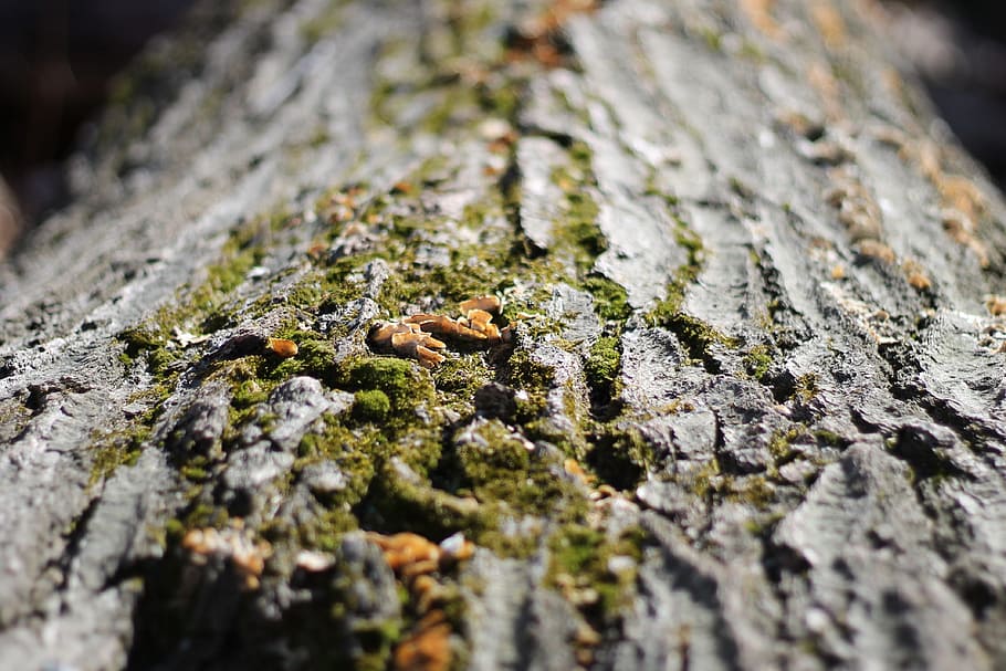 tree, bark, nature, moss, environment, plant, forest, green HD wallpaper