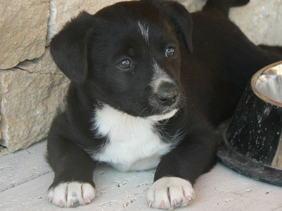 Puppy, Pets, Dog, domestic animals, one animal, black color HD wallpaper