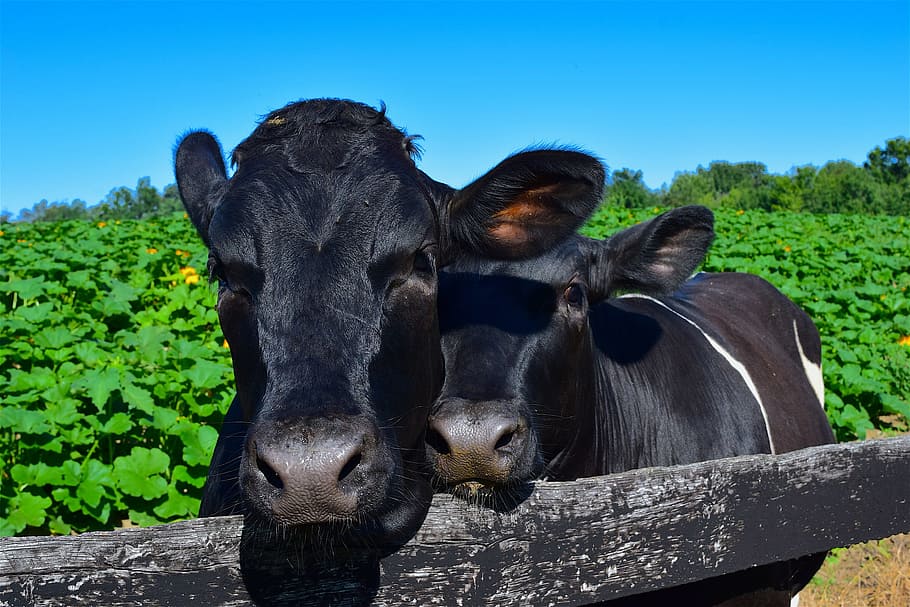 cows, cuddling, happy, cute, love, animal, fence, farm, adorable HD wallpaper