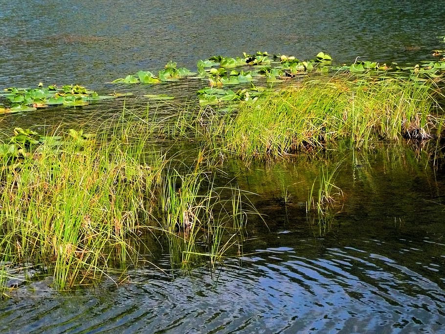 Grass, Lily, Water, Aquatic, Plant, vegetation, wetland, lake, HD wallpaper